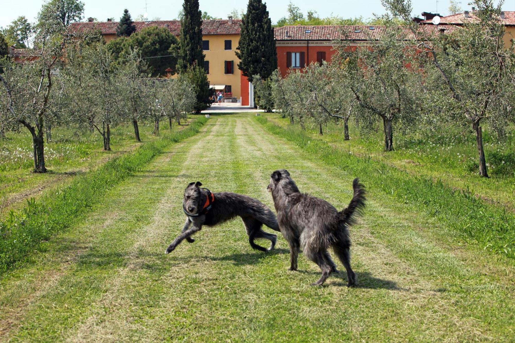 Agriturismo La Filanda Manerba del Garda Kültér fotó